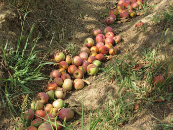 Red apples fall from the tree into the ditch . apple tree dropping fruit