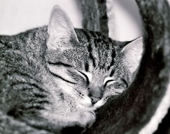 Close-up of cat sleeping