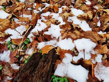 Full frame shot of dry leaves on snow covered land