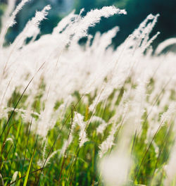 Close-up of fresh plants on field