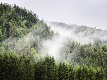 Scenic view of forest against sky