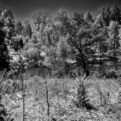 Scenic view of lake in forest against sky