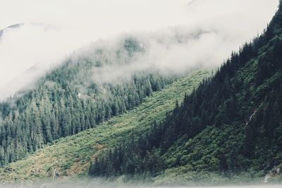 Scenic view of pine trees against sky