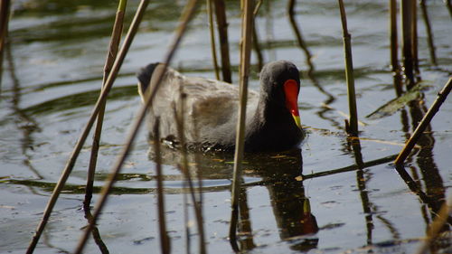 Swan swimming in lake