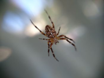 Close-up of spider on web