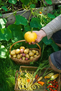 Cropped hand of man picking apples