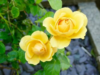Close-up of yellow rose