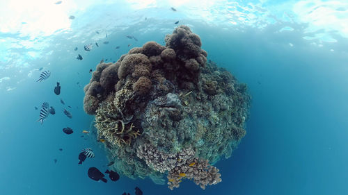 sea