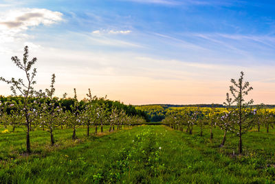 Young apple garden at daylight on blue sky background