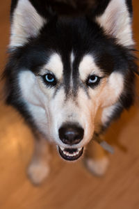 Close-up portrait of dog