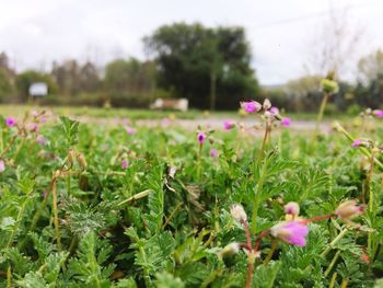 Close-up of flowers growing in field