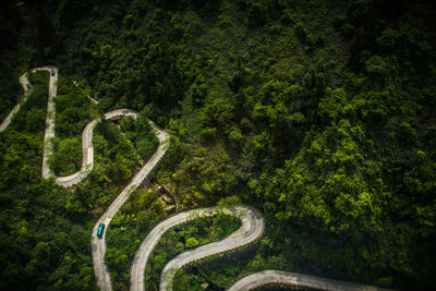 High angle view of winding road amidst trees in forest
