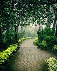 Footpath amidst plants in park