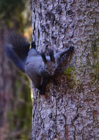 Close-up of squirrel on tree trunk