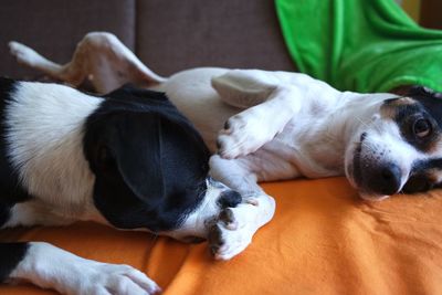 Close-up of dog sleeping at home