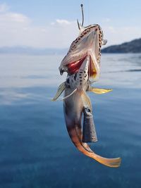Close-up of fish on sea against sky