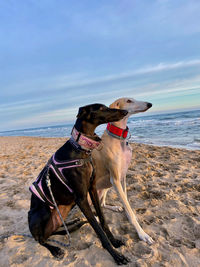 Profile of greyhound