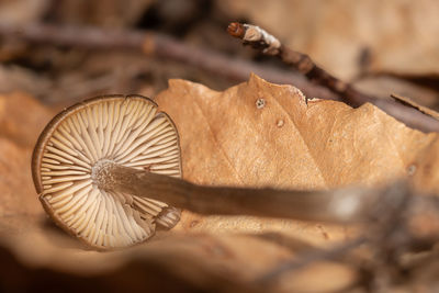 close-up