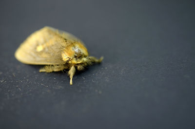 Yellow moth insect on black background