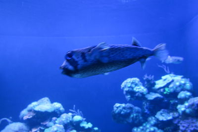 Close-up of fish swimming in sea