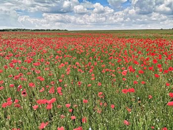 Red poppy flowers on field against sky