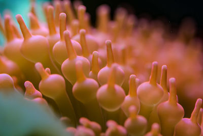 Extreme close-up of anemone in fish tank