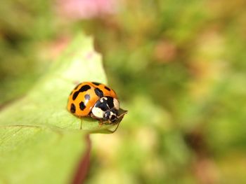 Close-up of ladybug on leaf