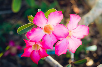 Close-up of pink flowering plant