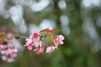 Close-up of pink flowering plant