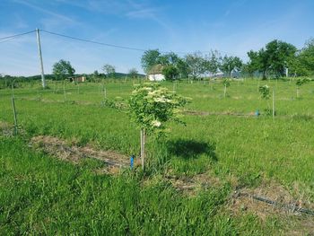 Crops growing on field against sky