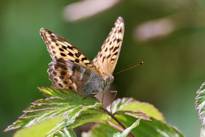 Close-up of butterfly pollinating flower