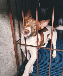 High angle view of dog looking away