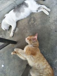 High angle view of cats lying on floor