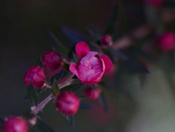 Close-up of pink cherry blossoms