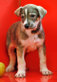 Portrait of dog against red background