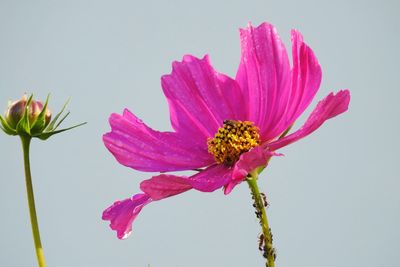 Close-up of pink flower