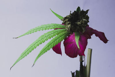 Close-up of pink flowering plant against white background