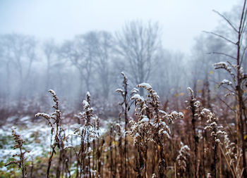 Close-up of plants against sky during winter