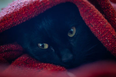 Close-up portrait of a cat