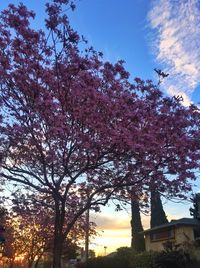 Low angle view of trees against sky during sunset