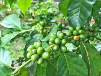 Close-up of fruits growing on plant