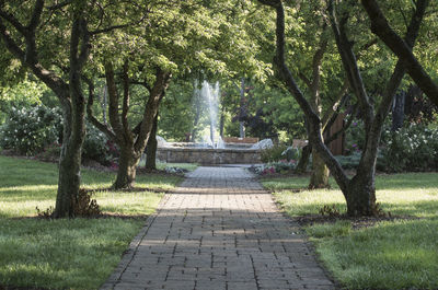 Trees in park