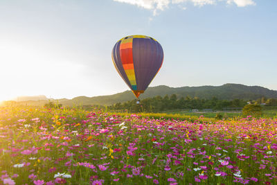 Hot air balloon flying over flowering field against sky