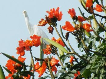 Low angle view of orange flowers blooming in park