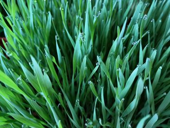 Full frame shot of plants growing on field