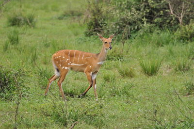 Deer on field in forest