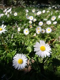 Close-up of white daisy flowers