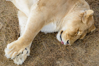 Close-up of lion relaxing on field