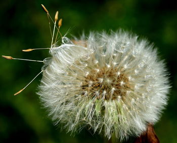 Close-up of flower against blurred background