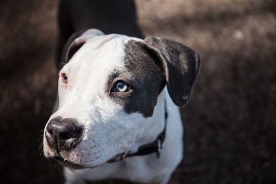 Close-up of dog looking away while standing outdoors